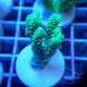 Acropora millepora Indonésie acro7988