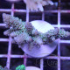 Acropora floridae Indonésie acro7992