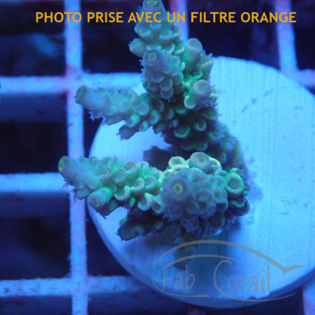 Acropora tenuis Indonésie acro7993