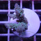 Acropora tenuis Indonésie acro7993