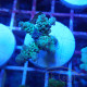 Acropora tenuis Indonésie acro7994