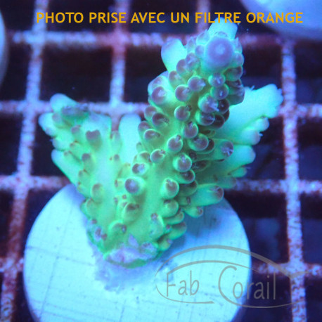 Acropora microclados Indonésie acro7998