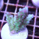 Acropora microclados Indonésie acro7998