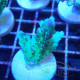 Acropora microclados Indonésie acro7998