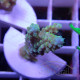 Acropora tenuis duo Indonésie acro8006