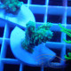 Acropora tenuis duo Indonésie acro8006