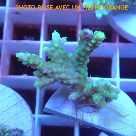 Acropora sp Indonésie acro8008