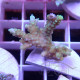 Acropora sp Indonésie acro8008