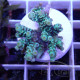 Acropora loripes Indonésie acro8012