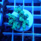 Acropora loripes Indonésie acro8012