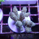 Acropora loripes Indonésie acro8016