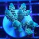 Acropora loripes Indonésie acro8016