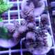 Acropora tenuis Indonésie acro8018