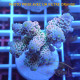 Acropora tenuis Indonésie acro8019