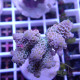 Acropora tenuis Indonésie acro8019