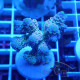 Acropora tenuis Indonésie acro8019