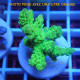 Acropora sp Indonésie acro801