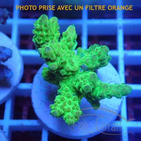 Acropora sp Indonésie acro801