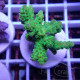 Acropora sp Indonésie acro801