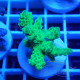 Acropora sp Indonésie acro801