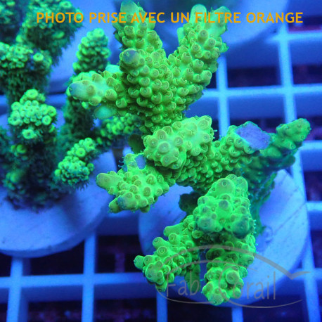 Acropora sp Indonésie acro8022