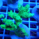 Acropora sp Indonésie acro8022