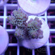 Acropora sp Indonésie acro8023