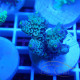 Acropora sp Indonésie acro8023