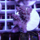 Acropora nasuta Indonésie acro8026