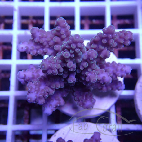 Acropora sp Indonésie acro8027