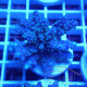 Acropora sp Indonésie acro8027