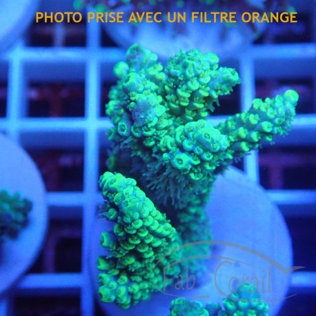 Acropora chesterfieldensis Indonésie acro8029