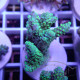 Acropora chesterfieldensis Indonésie acro8029