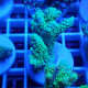 Acropora chesterfieldensis Indonésie acro8029