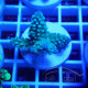 Acropora sp Indonésie acro8033