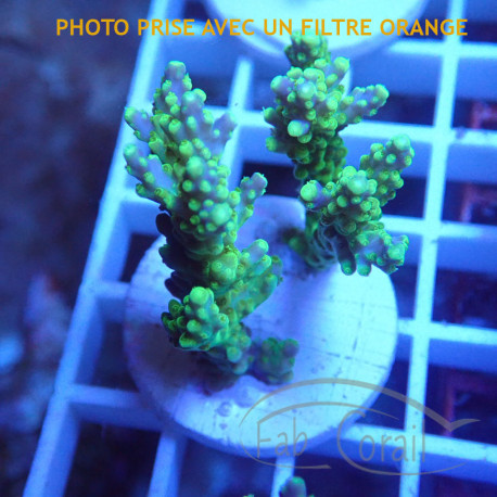 Acropora valida Indonésie acro8037