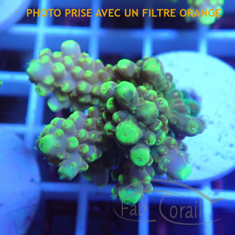 Acropora valida Indonésie acro8039