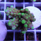 Acropora valida Indonésie acro8039