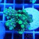 Acropora valida Indonésie acro8039