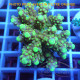 Acropora rosaria Indonésie acro8040