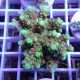 Acropora rosaria Indonésie acro8040