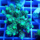 Acropora rosaria Indonésie acro8040