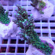 Acropora divaricata elevage local acro8061