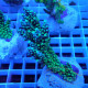 Acropora divaricata elevage local acro8061