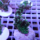 Acropora sp elevage local acro8062