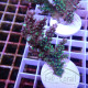 Acropora sp elevage local acro8063