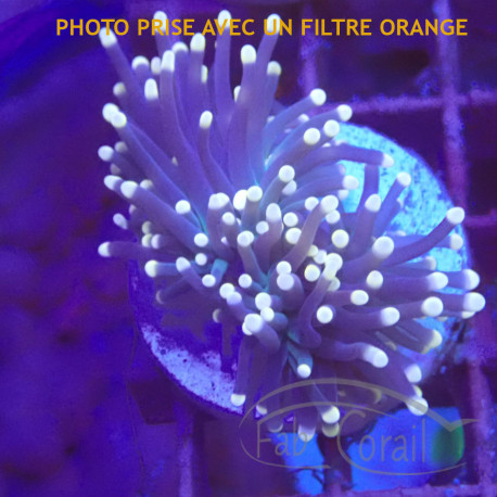 Euphyllia glabrescens blacktorch Mariculture euphy3781