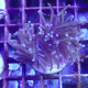 Euphyllia glabrescens 24K Mariculture euphy3786