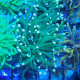 Euphyllia glabrescens vert Mariculture euphy3792