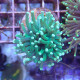 Euphyllia glabrescens full green Mariculture euphy3799